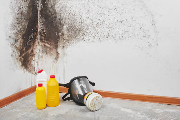 Best Home Mold Removal  in Grand Haven, MI