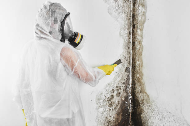 Best Crawl Space Mold Removal  in Grand Haven, MI