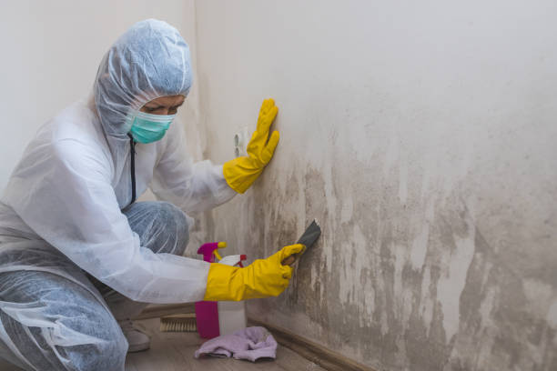 Mold Removal Process in Grand Haven, MI