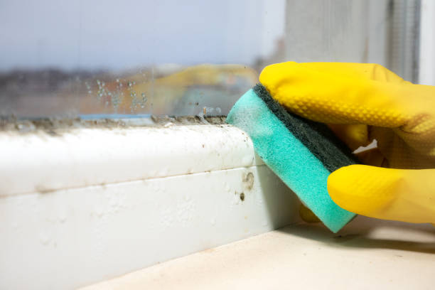 Best Local Mold Removal Service  in Grand Haven, MI