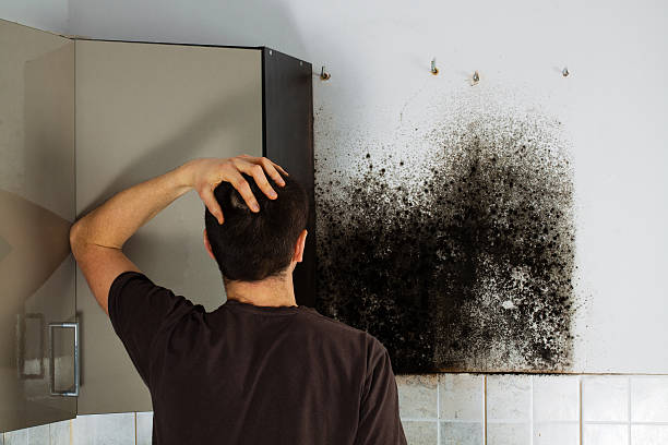 Best Mold Removal Company Near Me  in Grand Haven, MI