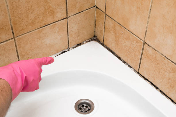 Best Local Mold Removal Service  in Grand Haven, MI